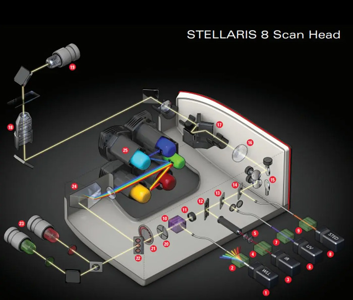 Leica Microsystems 的STELLARIS 8